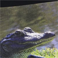 View Nike Golf OC HO24 Shirt Black