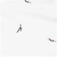 View Under Armour UA Drive Quail Print Shirt White